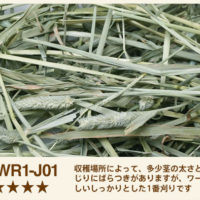 WR1-J03
