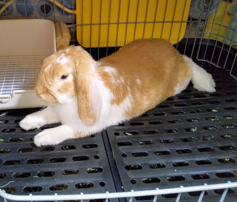 モンブランDXくん