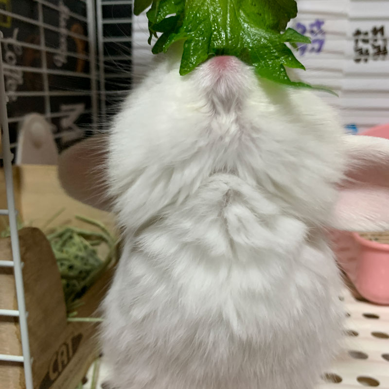 くるくるちゃん We Love Bunny