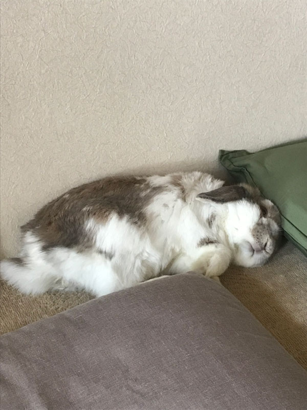 うさのすけくん