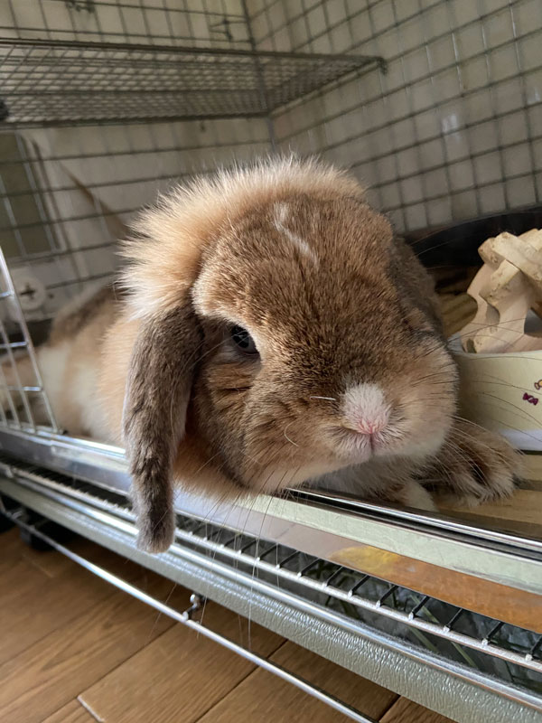 恋乃（れな）ちゃん