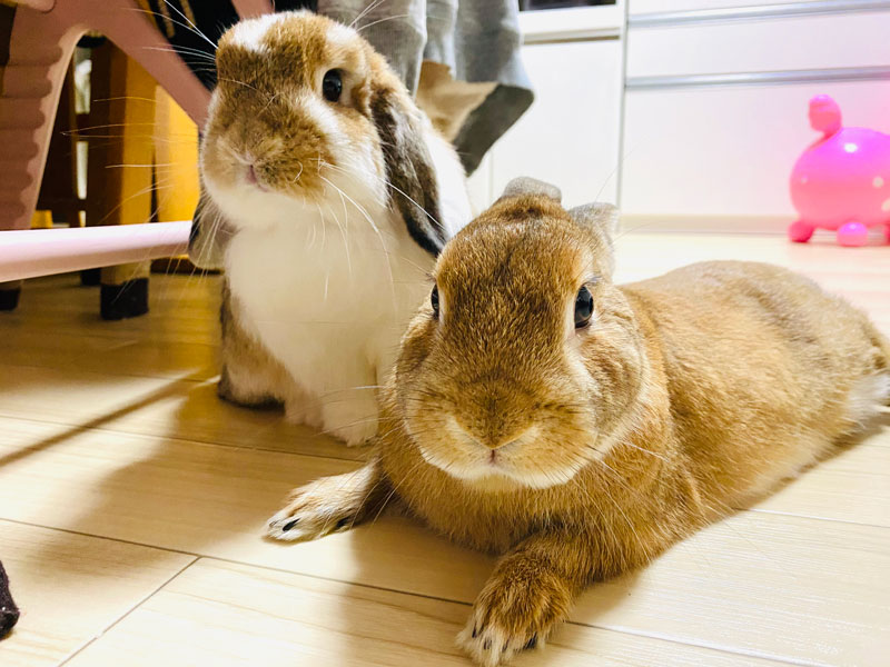 こてつくん モコちゃん