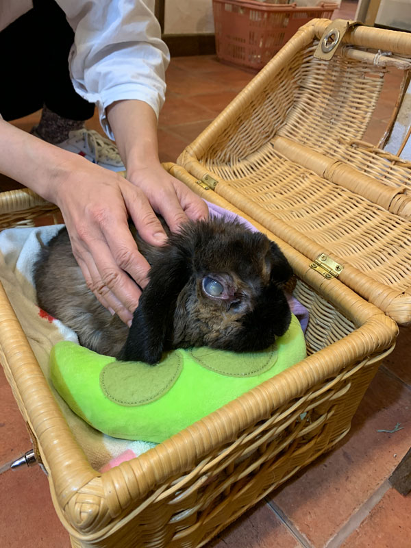 どりるちゃん12歳