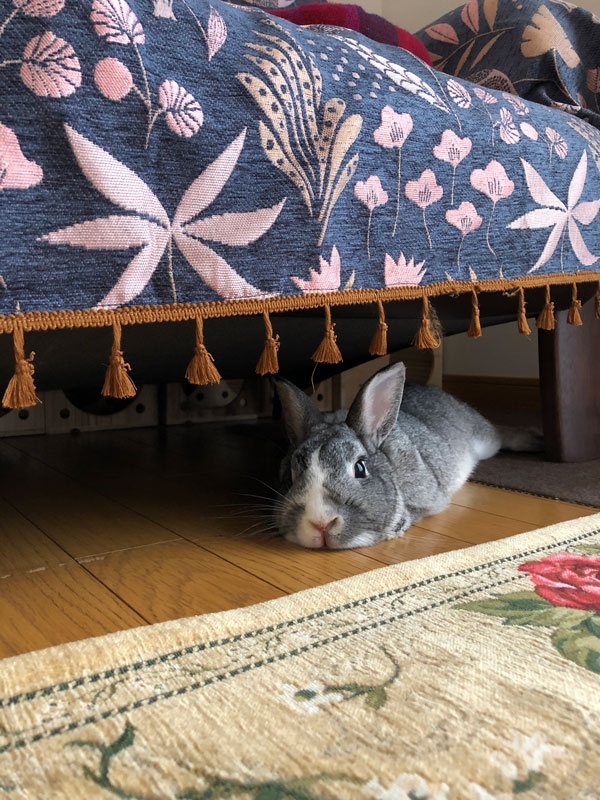 うさぎだぴょんくん