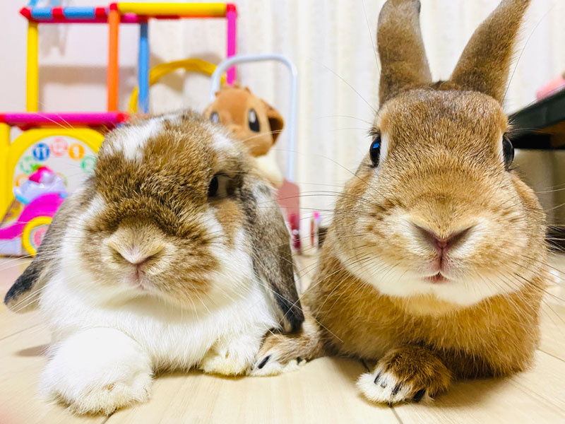 こてつくん モコちゃん