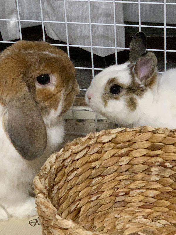 こうめ＆こむぎちゃん