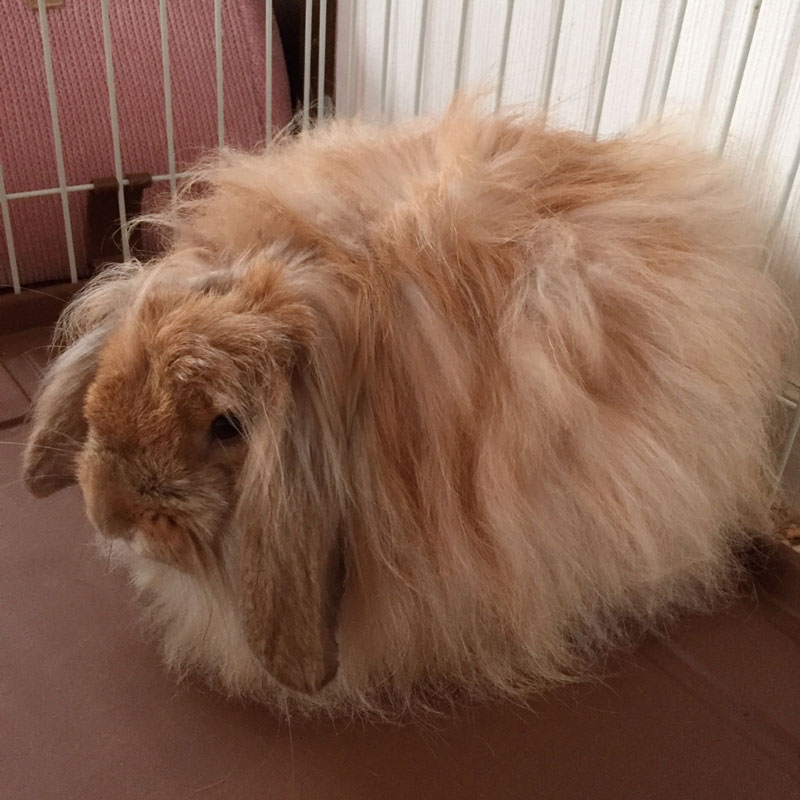 びすけっとちゃん