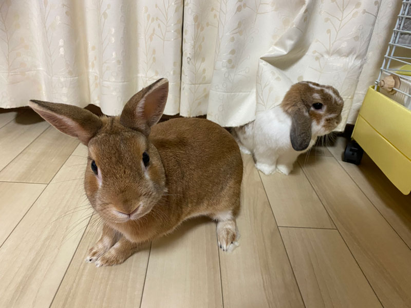 こてつくん モコちゃん