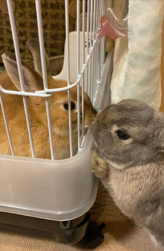 半蔵くん麦くん