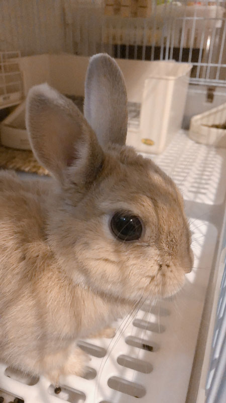 ダイヤモンドちゃん