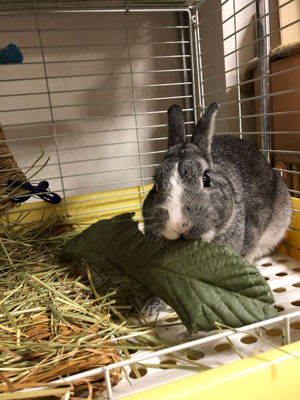 うさぎだぴょんくん