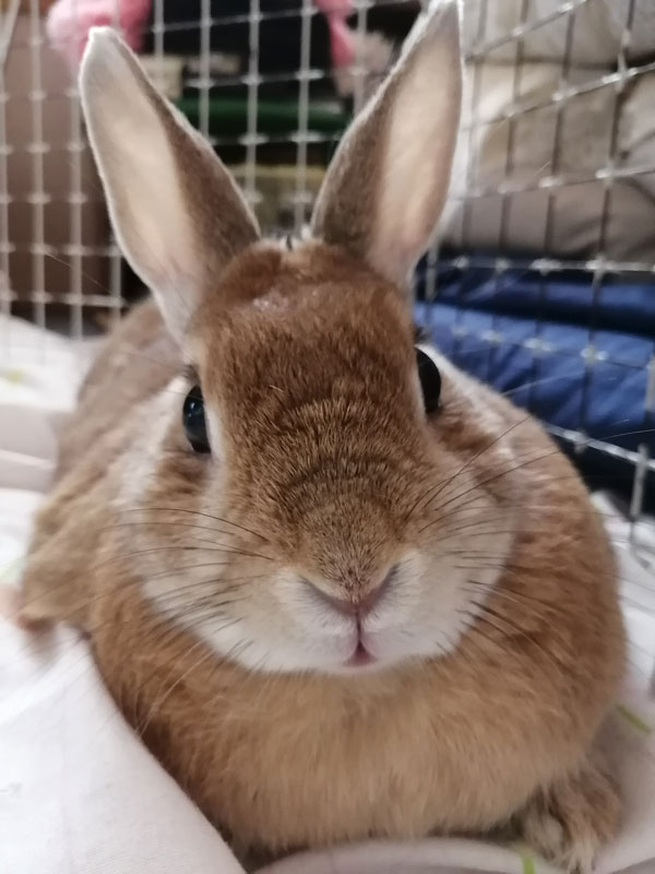 ショコラちゃん