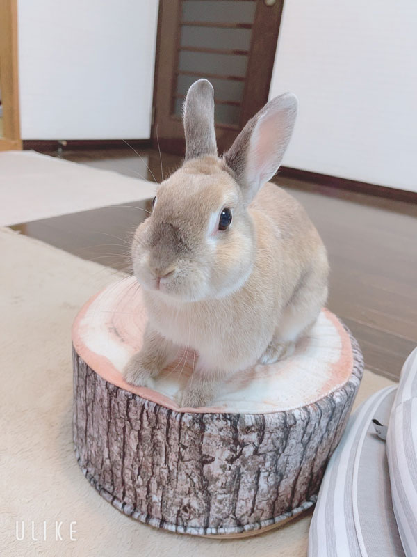 うたまろちゃん