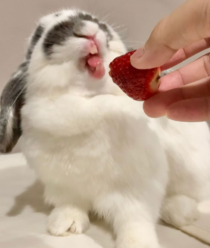 キュッキュちゃん