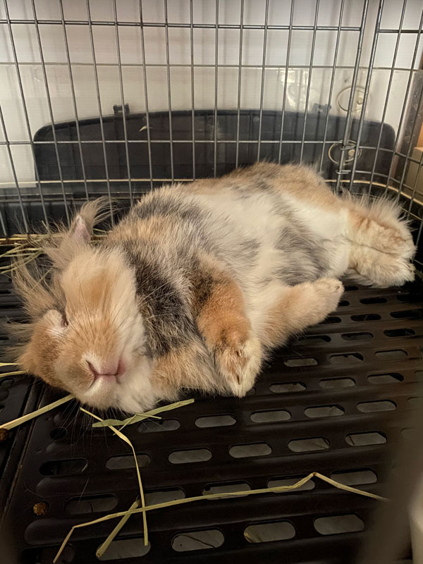 チャッピーくん