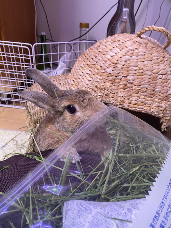 シャルロットくん