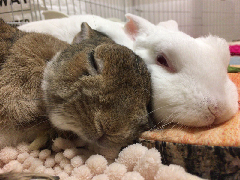 蘭＆マロンちゃん