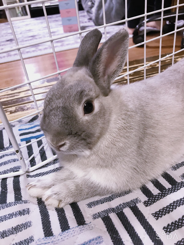 ミスティ・アプリコットくん