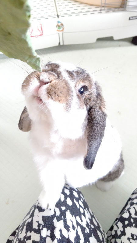 有藍(あらん)くん