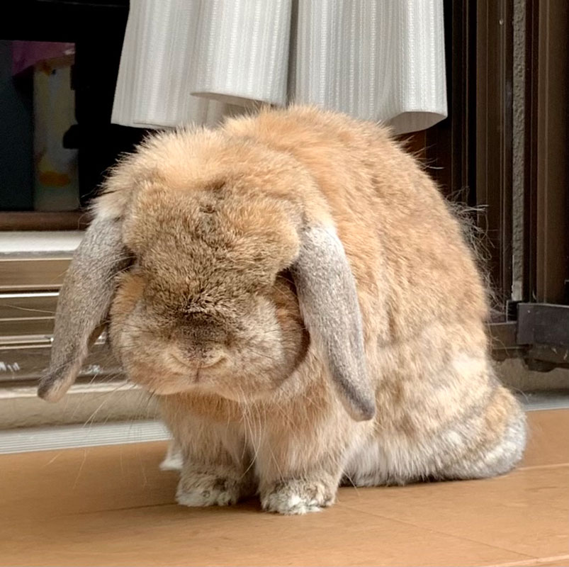 もちおくん11歳