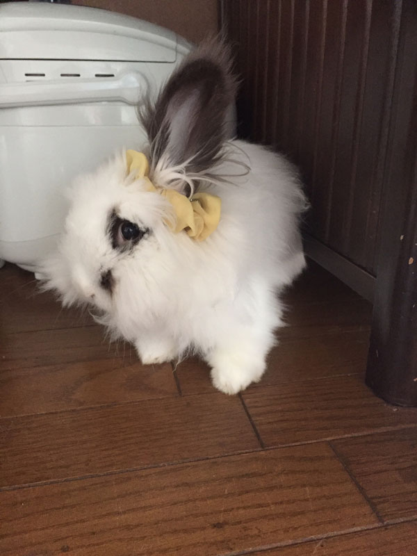 ジャスミンちゃん