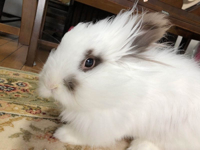 ジャスミンちゃん