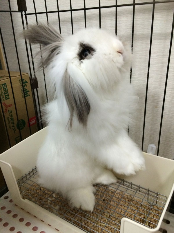 ジャスミンちゃん