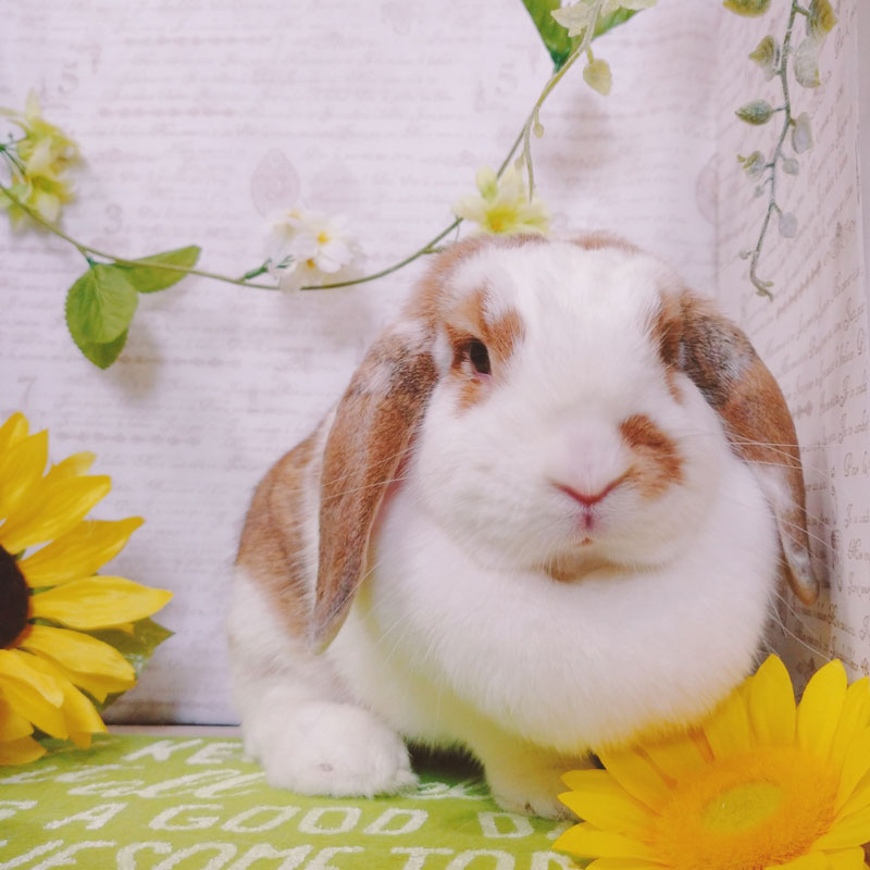 ししゃもちゃん