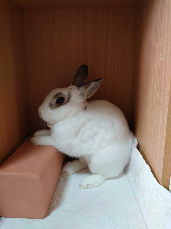 ソメジローくん