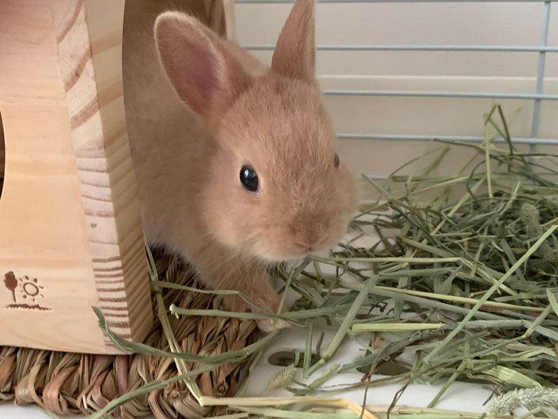 こさぶろーちゃん