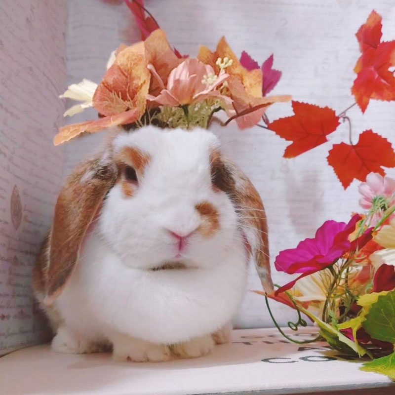 ししゃもちゃん