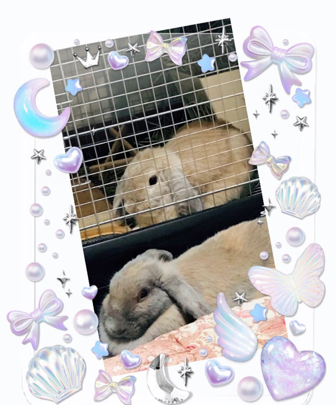 まりも&まろんちゃん