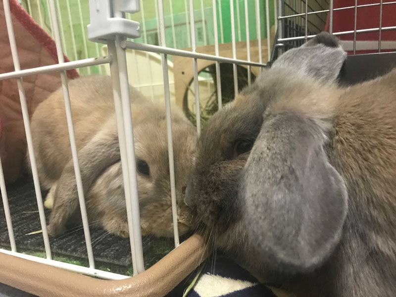 まりも&まろんちゃん