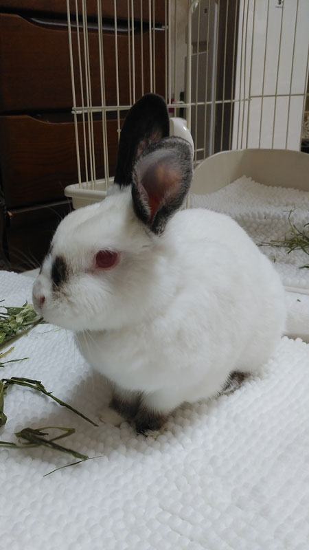 もぐちゃん 12歳