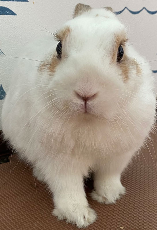 キャロットくん