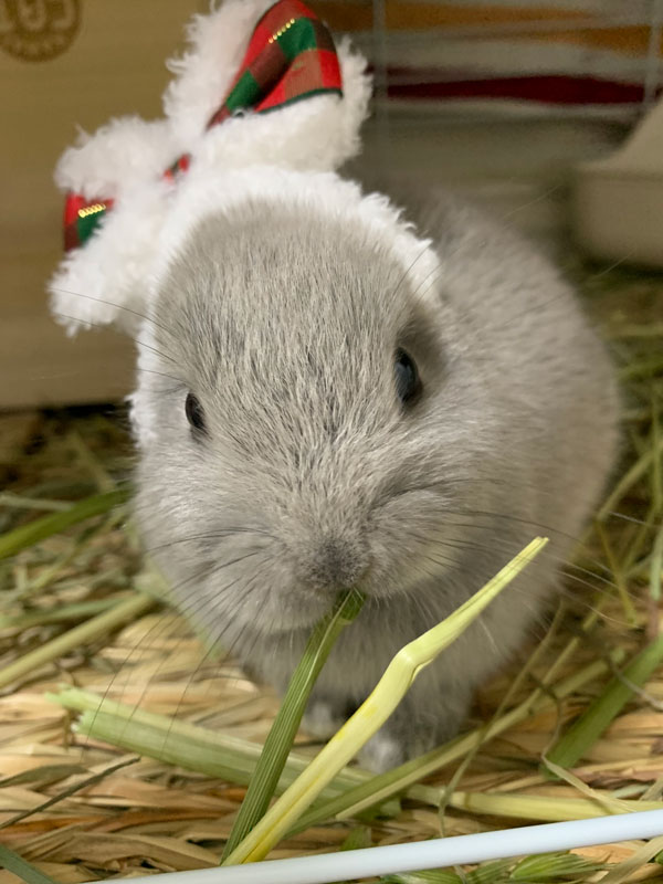 こしろうちゃん