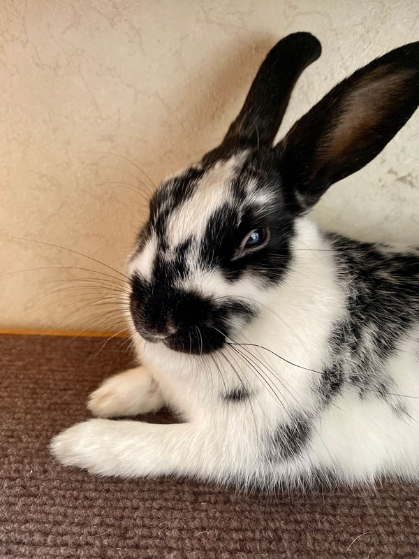 マーブルちゃん