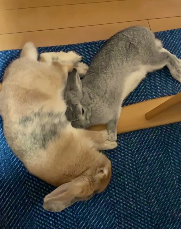 チャラちゃんロップくん