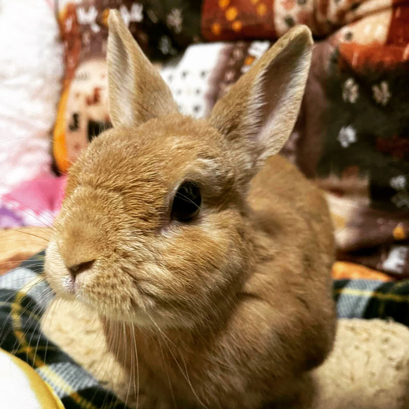 シェリーちゃん