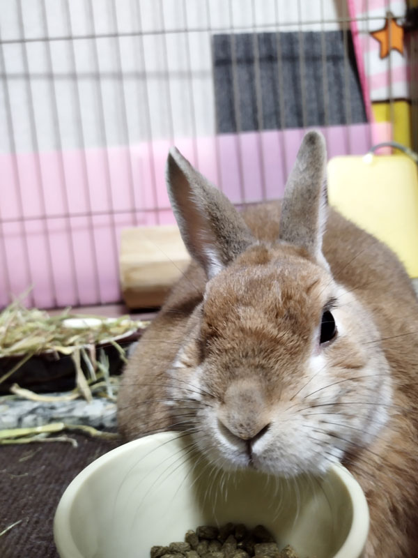 しょこらちゃん