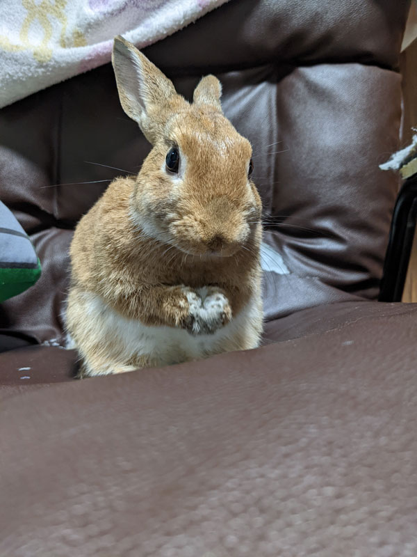 ちゃちゃちゃん