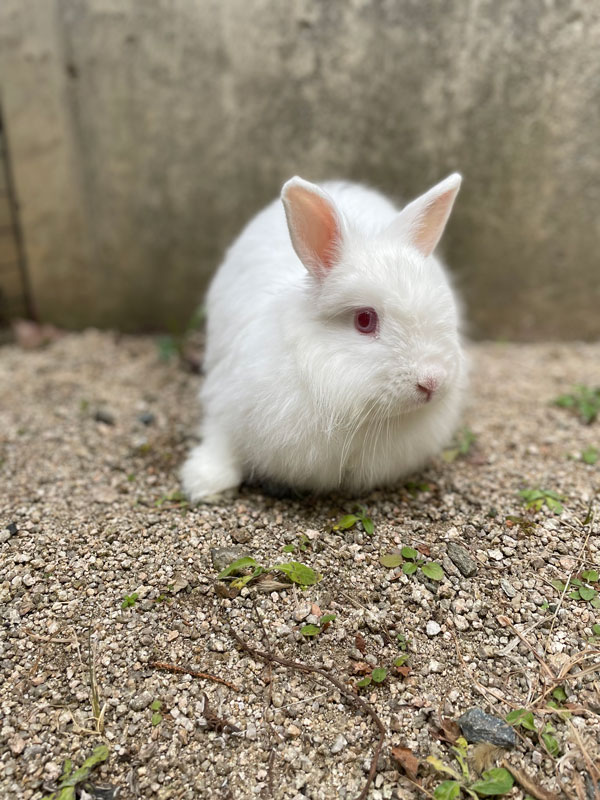 シフォンちゃん