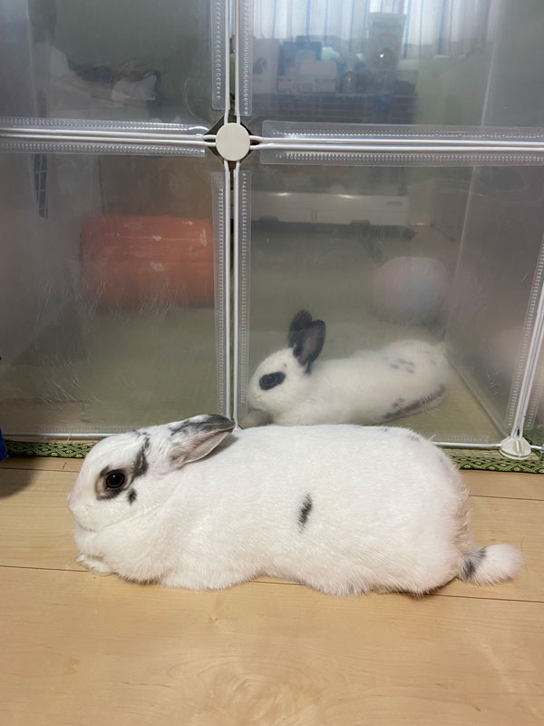 ひまわりちゃんとゆきくん