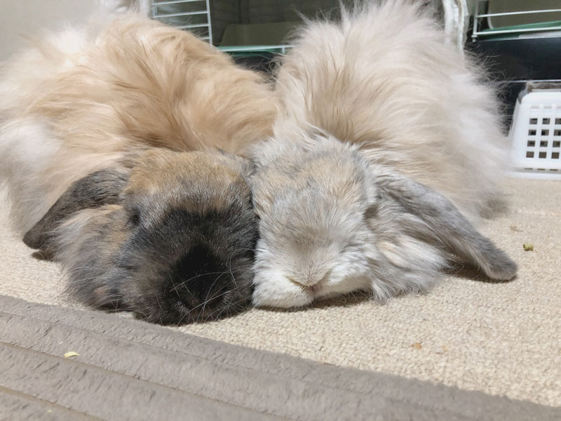 ちぴとくうちゃん