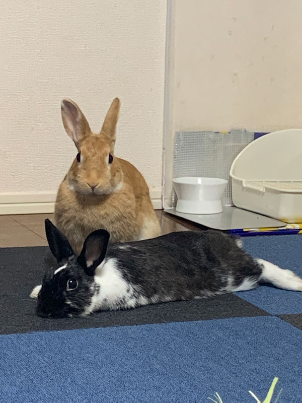 ラヴィくんみかんちゃん