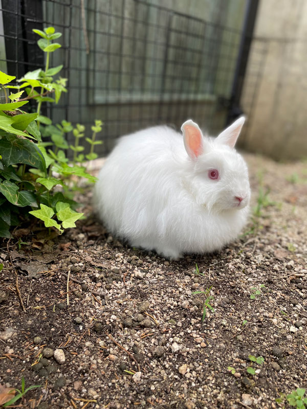 シフォンちゃん