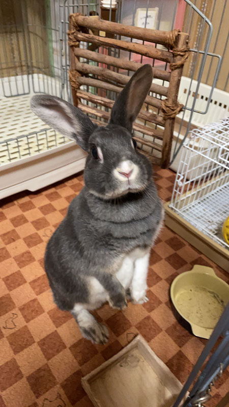 うさまるちゃん