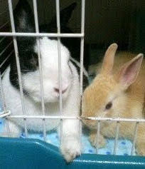 バジルandメイクくん