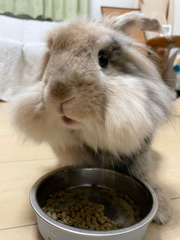 チャッピーくん