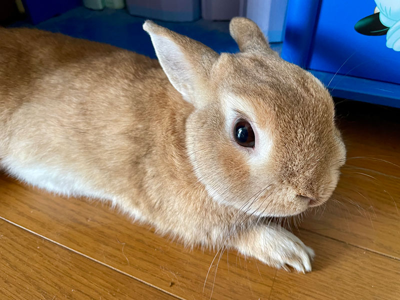 空ちゃん(くう)